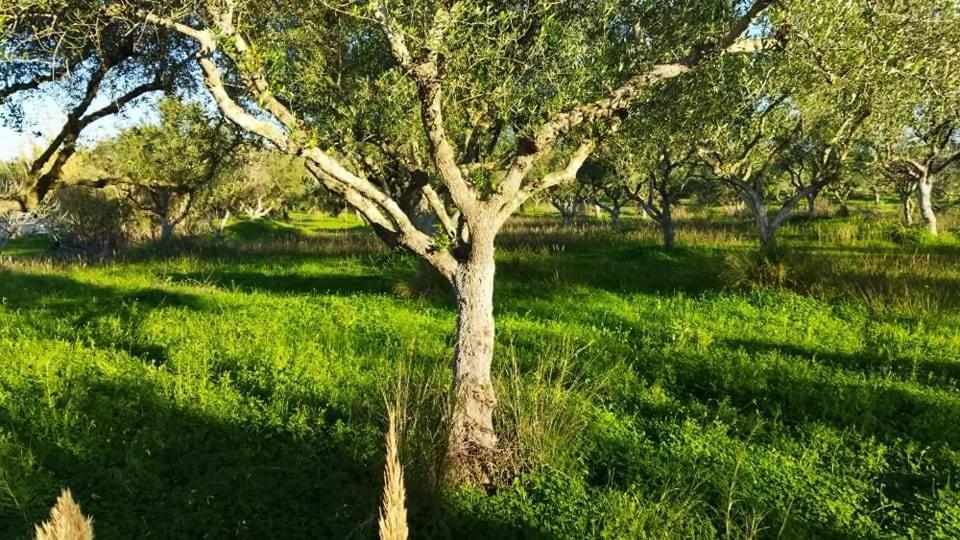 Casa Katina , Villa In Lagana, Agrilia Area ラガナス エクステリア 写真